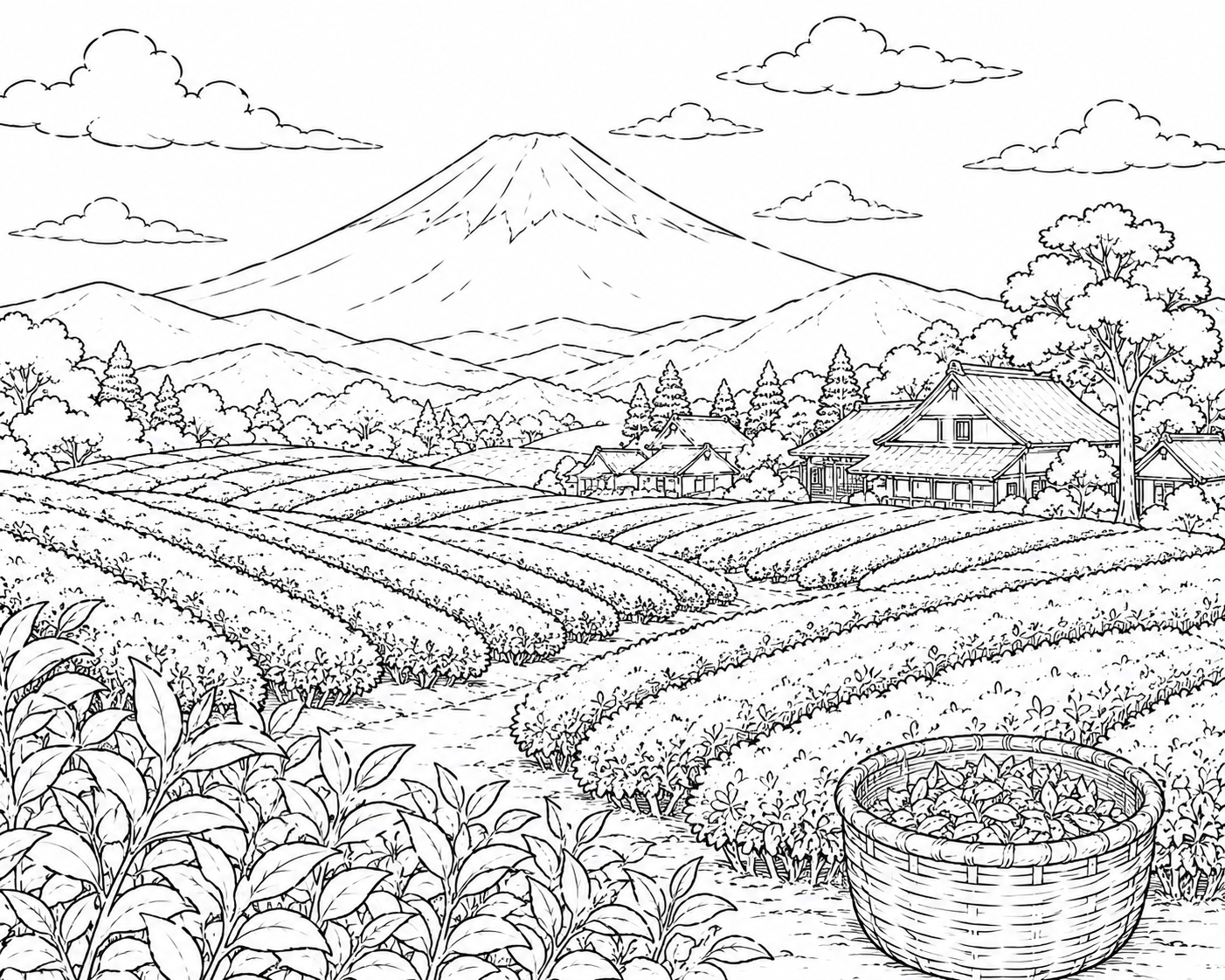 茶畑